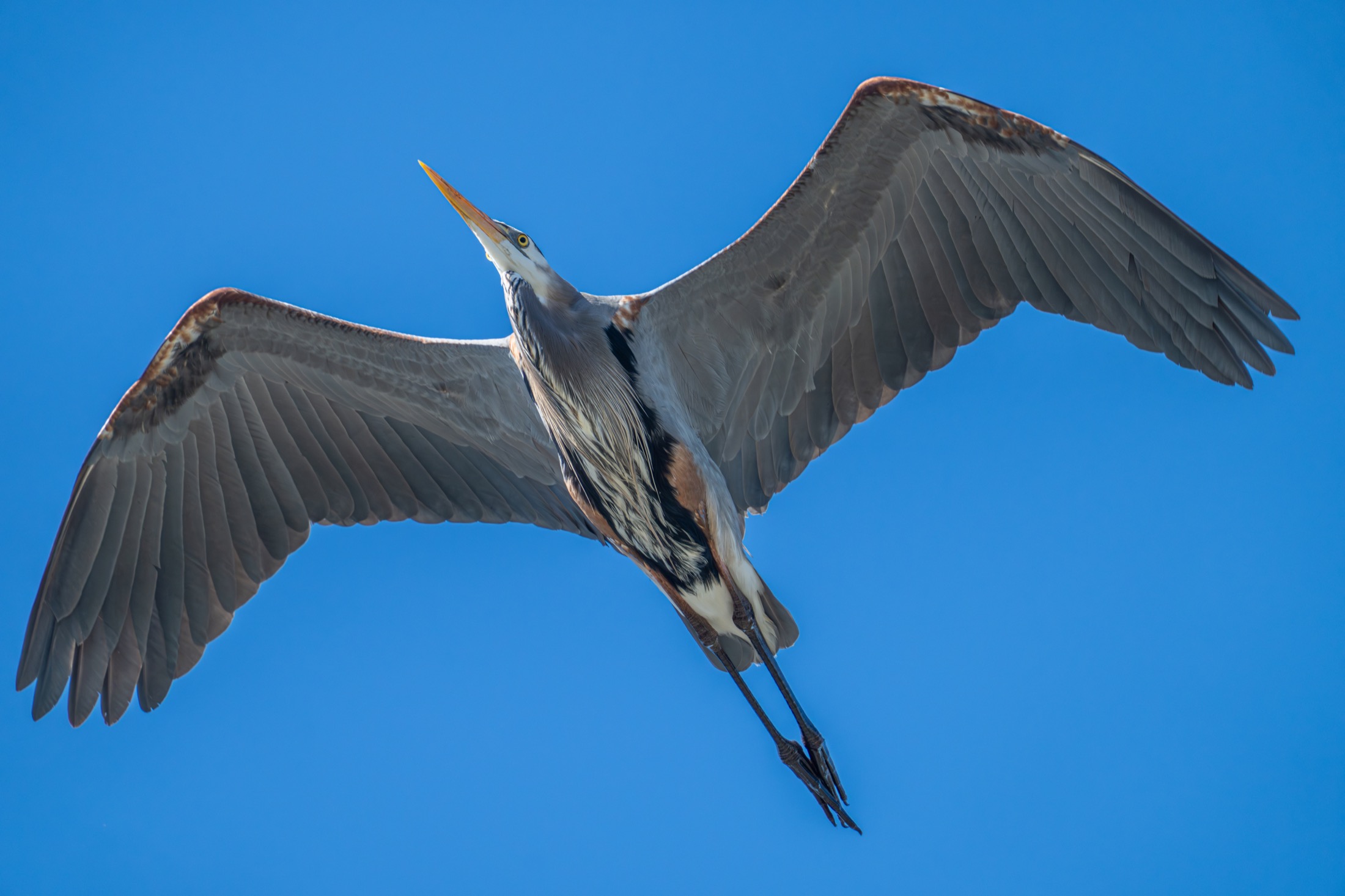 Heron opening its wings into the blue sky