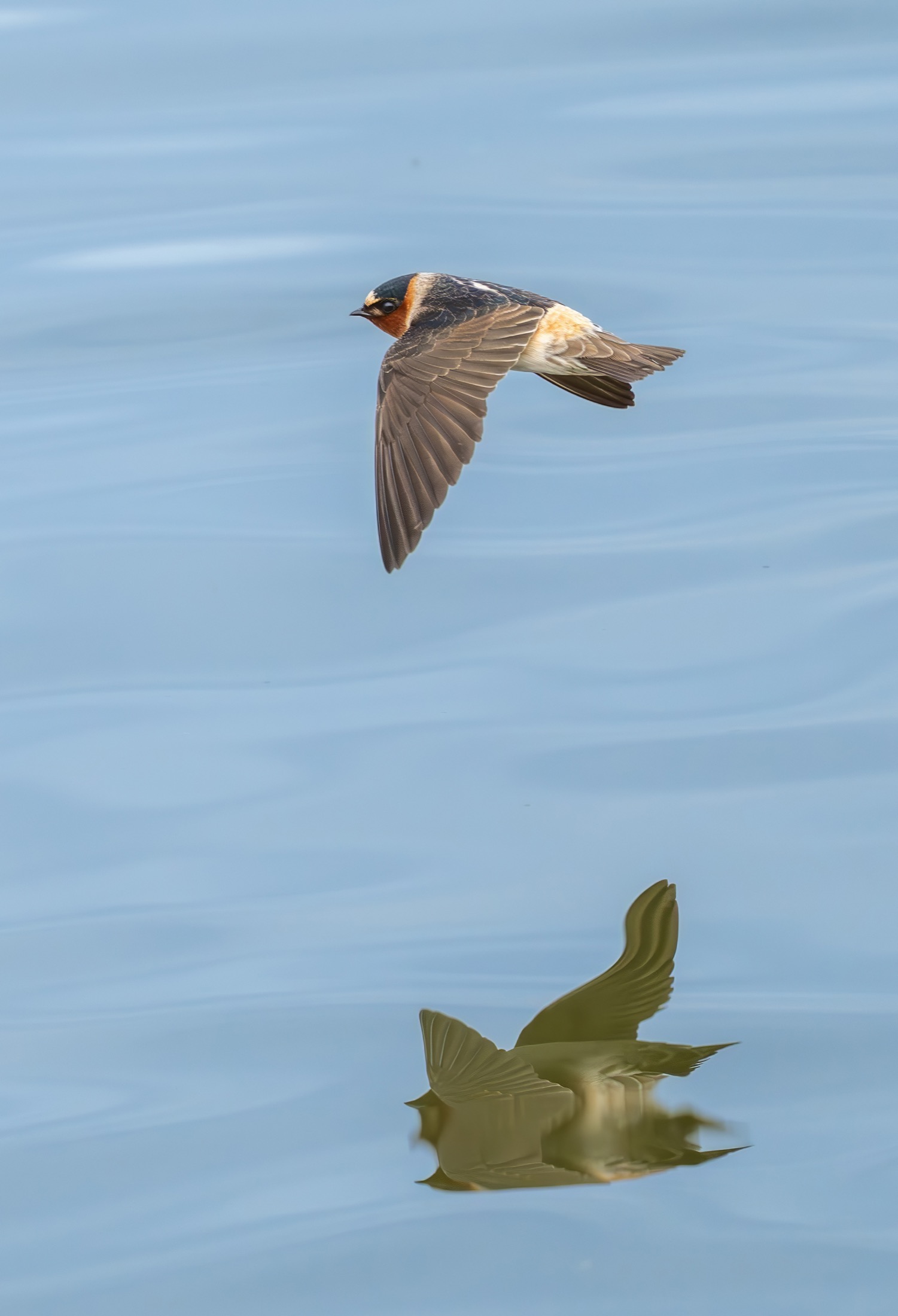 A bird flying above water with a reflection below